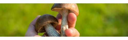 Tour ed esperienze stagionali