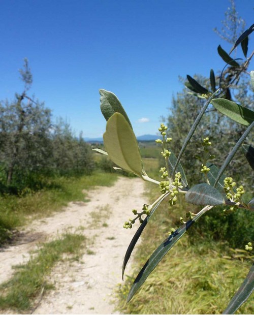 Bike tour nella campagna toscana con degustazione in cantina Bike tour nella campagna toscana con degustazione in cantina