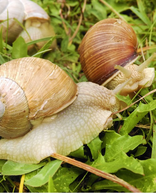 Bio-tour a Bergamo con visita all'allevamento di lumache e pranzo in agriturismo Bio-tour a Bergamo con visita all'allevamento di lumache e pranzo in agriturismo