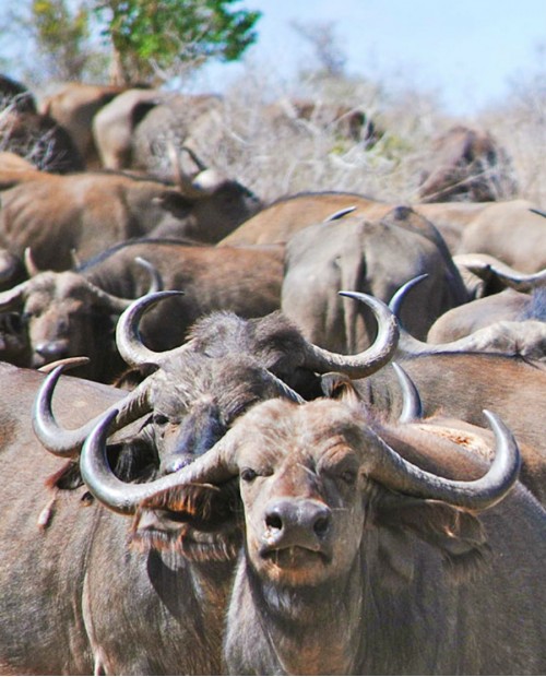 Bufala tour ad Asti con visita alla fattoria e pranzo in agriturismo Bufala tour ad Asti con visita alla fattoria e pranzo in agriturismo