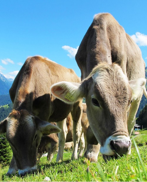 In cascina come una volta: il lodigiano tra fattorie e pranzo tipico In cascina come una volta: il lodigiano tra fattorie e pranzo tipico