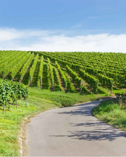 La strada del vino dei Colli Lucchesi tra arte e natura con guida locale e pranzo gourmet La strada del vino dei Colli Lucchesi tra arte e natura con guida locale e pranzo gourmet