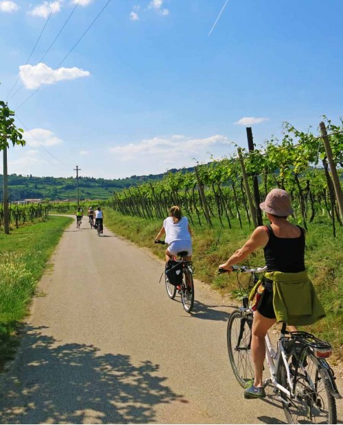 Itinerario in e-bike in Valpolicella con degustazione di Amarone e olio Itinerario in e-bike in Valpolicella con degustazione di Amarone e olio