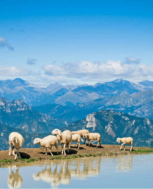 Avventura in e-bike da Verona alle Alpi con pranzo ai formaggi di malga Avventura in e-bike da Verona alle Alpi con pranzo ai formaggi di malga