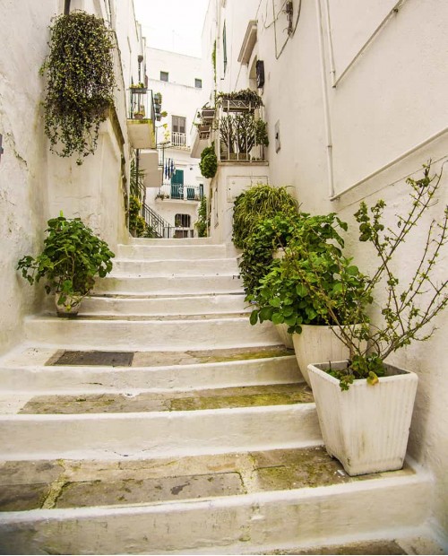 L'oro verde di Puglia, tour con visita al frantoio e degustazione di extravergine L'oro verde di Puglia, tour con visita al frantoio e degustazione di extravergine