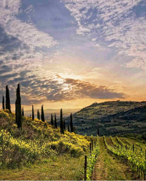 Tour enogastronomico in Val D'Orcia tra i borghi di Montalcino, Pienza e Montepulciano Tour enogastronomico in Val D'Orcia tra i borghi di Montalcino, Pienza e Montepulciano