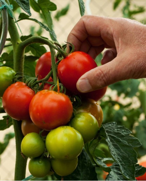 Sicilia rurale, lezioni di cucina bio con il contadino ad Agrigento Sicilia rurale, lezioni di cucina bio con il contadino ad Agrigento
