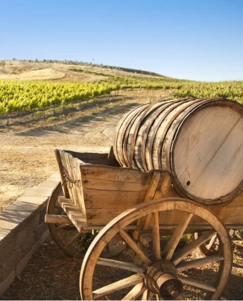 In calesse da Assisi a Cannara con tappa in cantina per una degustazione di vino bio In calesse da Assisi a Cannara con tappa in cantina per una degustazione di vino bio