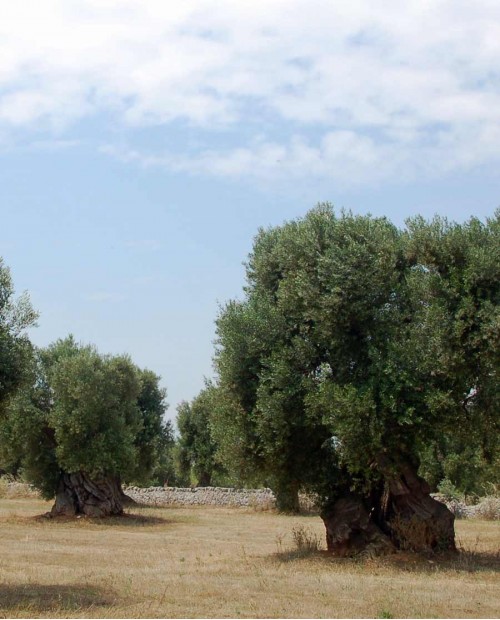 Ostuni e le sculture viventi millenarie: degustazione di olio e delizie pugliesi Ostuni e le sculture viventi millenarie: degustazione di olio e delizie pugliesi