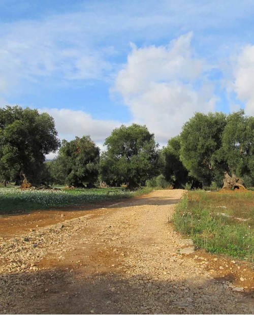 Ad Ostuni sul sentiero dei sapori dell'Olio Extra Vergine e dei formaggi pugliesi Ad Ostuni sul sentiero dei sapori dell'Olio Extra Vergine e dei formaggi pugliesi