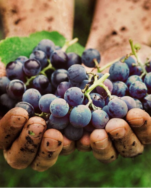 Enologo per un giorno: il tuo vino personalizzato nel Chianti Enologo per un giorno: il tuo vino personalizzato nel Chianti