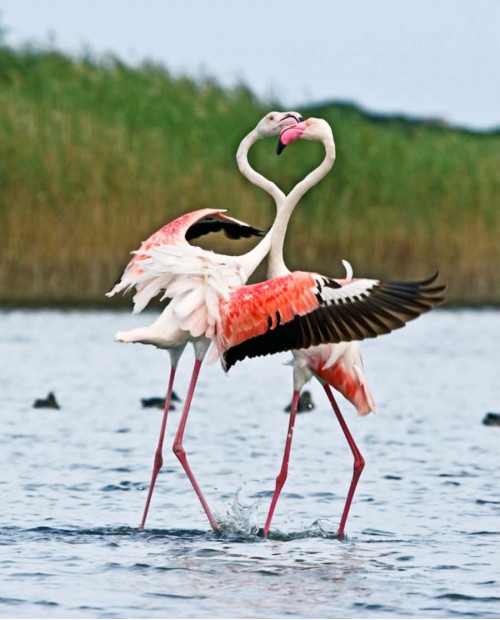 Andar per pinete e canali nel Parco del Delta del Po: tour con bici e barca Andar per pinete e canali nel Parco del Delta del Po: tour con bici e barca