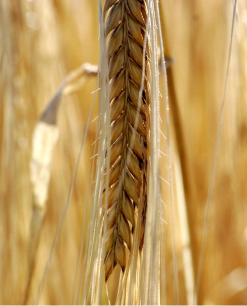 Una giornata da mugnaio sui colli ascolani: bakery experience e pranzo Una giornata da mugnaio sui colli ascolani: bakery experience e pranzo