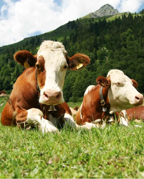 Come un casaro sui colli Ascolani: percorso sensoriale, produzione di formaggio e pranzo Come un casaro sui colli Ascolani: percorso sensoriale, produzione di formaggio e pranzo