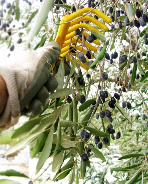 Al frantoio Bio ad Ascoli per conoscere tutto sulle olive, dalla potatura alla raccolta Al frantoio Bio ad Ascoli per conoscere tutto sulle olive, dalla potatura alla raccolta