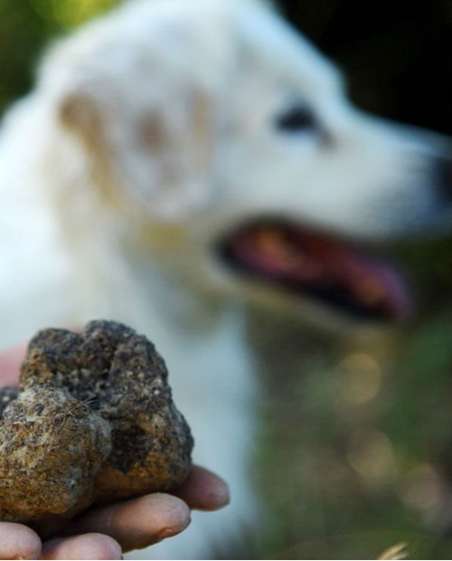 A caccia dell'oro del bosco ad Ascoli Piceno e pranzo a base di tartufo A caccia dell'oro del bosco ad Ascoli Piceno e pranzo a base di tartufo