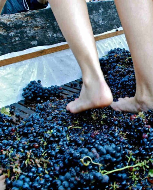 Tra i filari sui colli Ascolani alla scoperta dei vini marchigiani con pranzo tipico Tra i filari sui colli Ascolani alla scoperta dei vini marchigiani con pranzo tipico