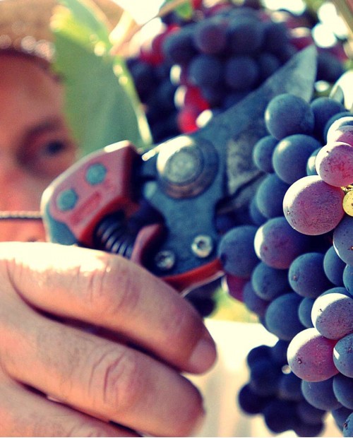 Alla scoperta del vino millenario dei Piceni: il cotto marchigiano Alla scoperta del vino millenario dei Piceni: il cotto marchigiano