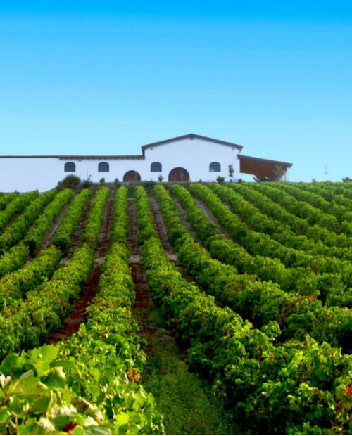 Tour guidato a Cagliari tra arte e degustazioni di olio e vino Tour guidato a Cagliari tra arte e degustazioni di olio e vino